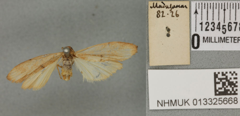 /filer/webapps/moths/media/images/A/ardens_Prabhasa_STF_BMNH_01a.jpg