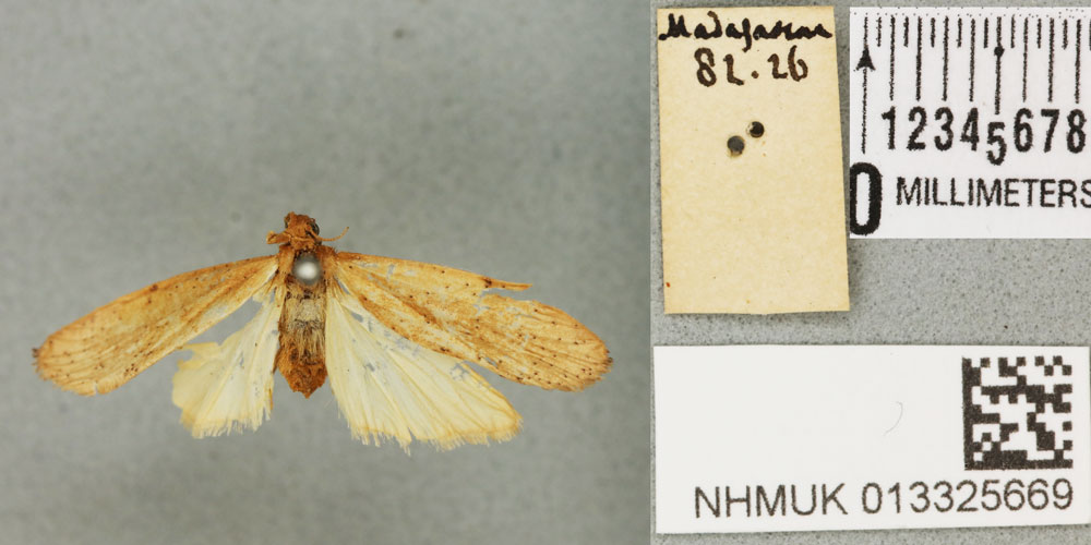 /filer/webapps/moths/media/images/A/ardens_Prabhasa_STF_BMNH_02a.jpg