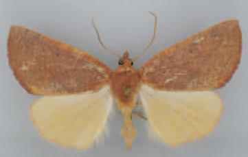 /filer/webapps/moths/media/images/A/ardescens_Terpnostola_AF_TMSA_01.jpg