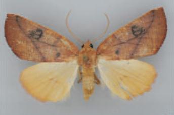 /filer/webapps/moths/media/images/A/ardescens_Terpnostola_AF_TMSA_02.jpg