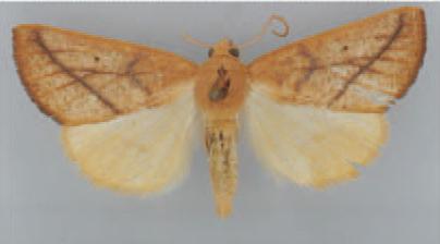 /filer/webapps/moths/media/images/A/ardescens_Terpnostola_AM_TMSA_01.jpg