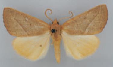 /filer/webapps/moths/media/images/A/ardescens_Terpnostola_AM_TMSA_02.jpg