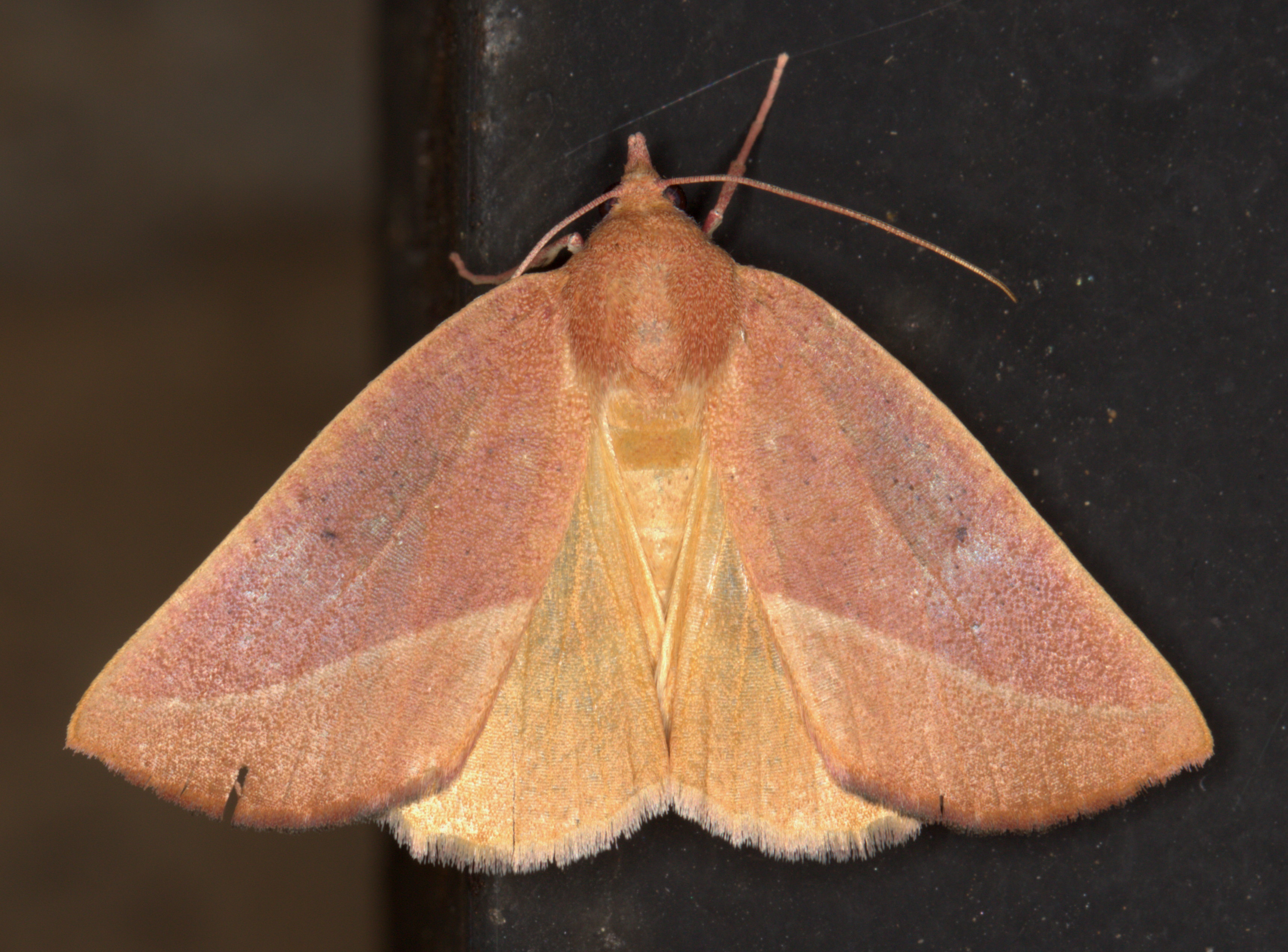 /filer/webapps/moths/media/images/A/ardescens_Terpnostola_A_Heyns_01.jpg