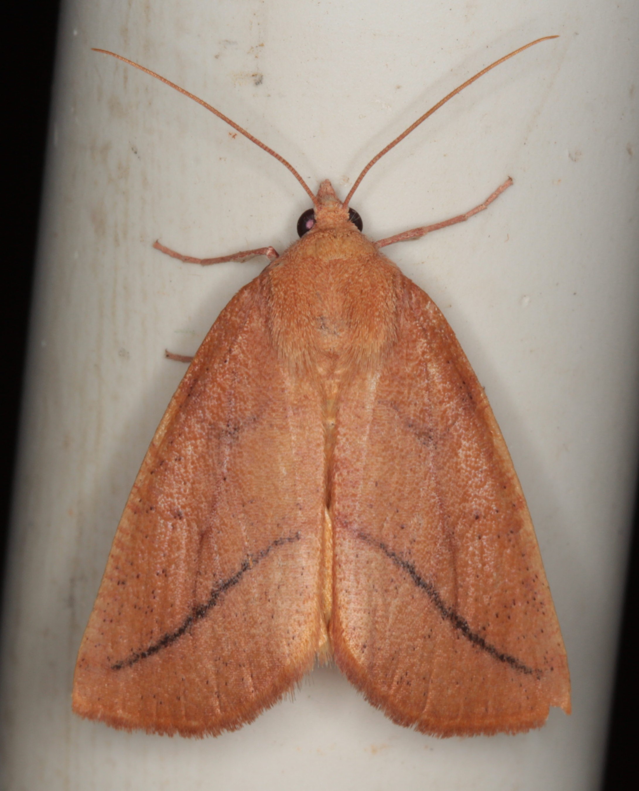 /filer/webapps/moths/media/images/A/ardescens_Terpnostola_A_Heyns_02.jpg