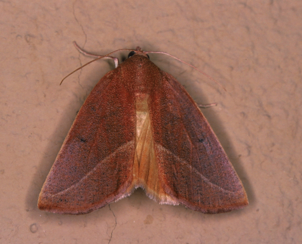 /filer/webapps/moths/media/images/A/ardescens_Terpnostola_A_Roland_01.jpg