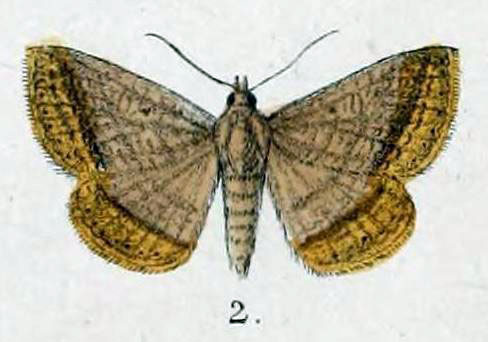 /filer/webapps/moths/media/images/A/arefacta_Remigia_HT_Swinhoe_48_2.jpg