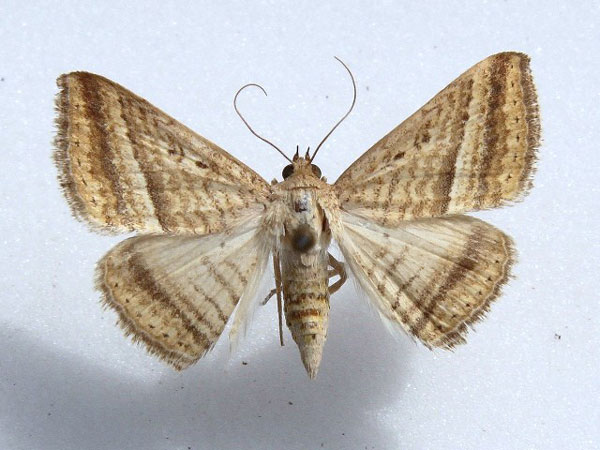 /filer/webapps/moths/media/images/A/arefacta_Rhabdophera_A_Goff_01.jpg
