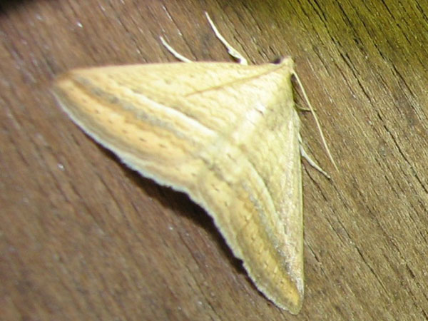 /filer/webapps/moths/media/images/A/arefacta_Rhabdophera_A_Goff_02.jpg