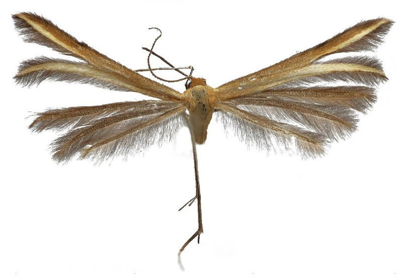 /filer/webapps/moths/media/images/A/arenbergeri_Merrifieldia_HT_ZIN.jpg