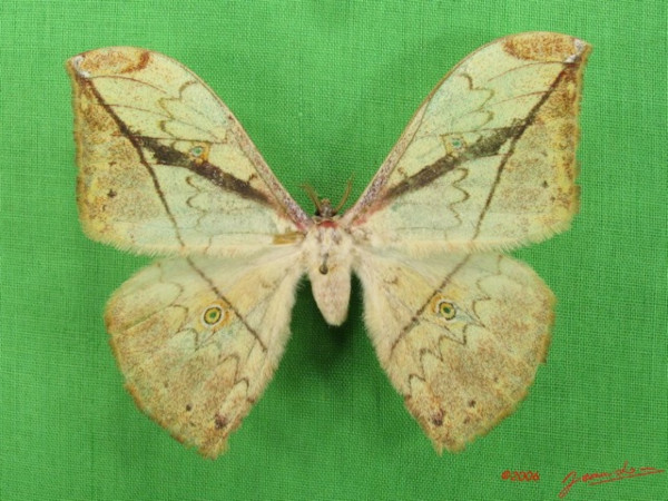 /filer/webapps/moths/media/images/A/arenivaga_Pselaphelia_A_Alberta_01.jpg