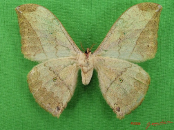 /filer/webapps/moths/media/images/A/arenivaga_Pselaphelia_A_Albertb_01.jpg