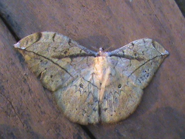 /filer/webapps/moths/media/images/A/arenivaga_Pselaphelia_A_Guyonnet.jpg