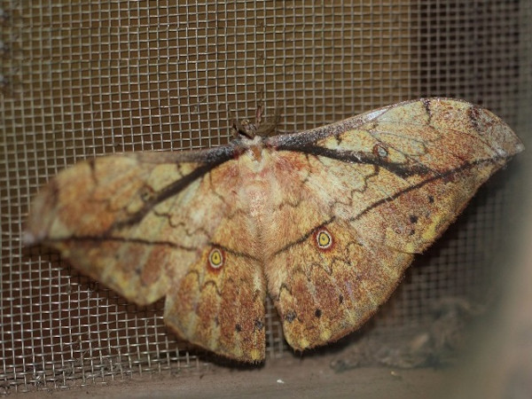 /filer/webapps/moths/media/images/A/arenivaga_Pselaphelia_A_Wendt.jpg