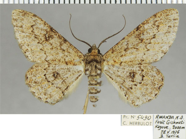 /filer/webapps/moths/media/images/A/arenosa_Cleora_AF_ZSM.jpg