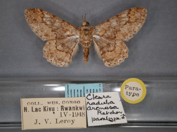 /filer/webapps/moths/media/images/A/arenosa_Cleora_PT_RMCA_01.jpg