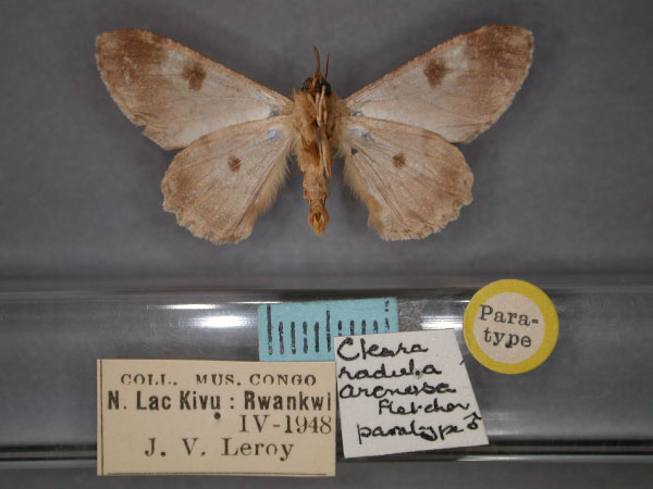 /filer/webapps/moths/media/images/A/arenosa_Cleora_PT_RMCA_02.jpg