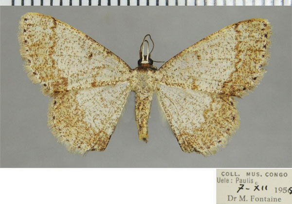 /filer/webapps/moths/media/images/A/areta_Pycnostega_AF_ZSM.jpg