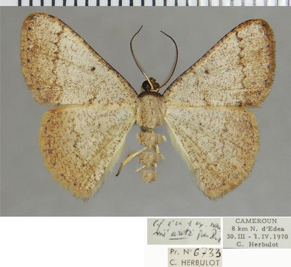 /filer/webapps/moths/media/images/A/areta_Pycnostega_AM_ZSMa.jpg