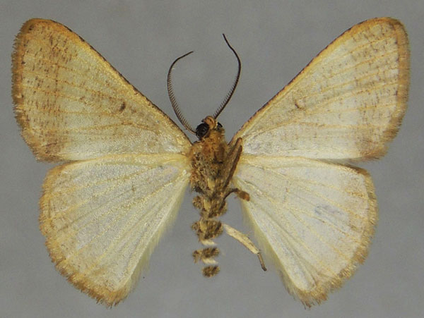 /filer/webapps/moths/media/images/A/areta_Pycnostega_AM_ZSMb.jpg