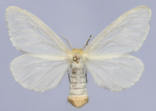 /filer/webapps/moths/media/images/A/argenna_Croremopsis_AF_Golovizin.jpg