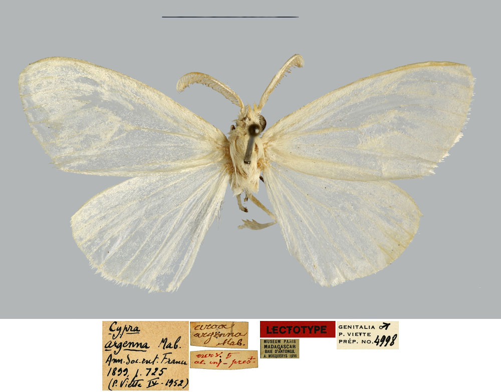 /filer/webapps/moths/media/images/A/argenna_Cypra_LT_MNHN.jpg