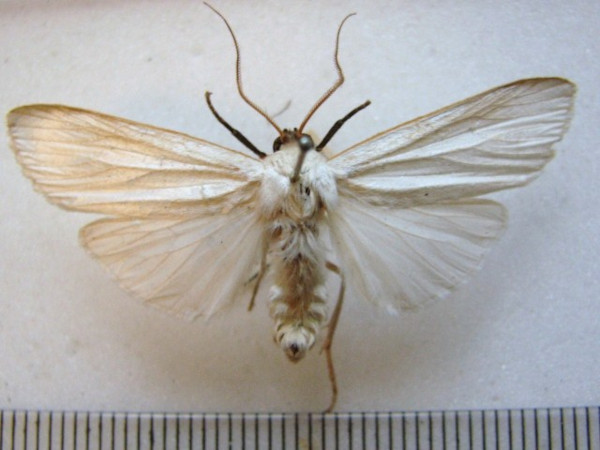 /filer/webapps/moths/media/images/A/argentata_Carcinopodia_A_MMUM.jpg