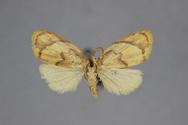 /filer/webapps/moths/media/images/A/argentata_Paremonia_A_BMNH.jpg
