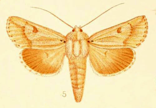 /filer/webapps/moths/media/images/A/argentea_Centrarthra_HT_Warren_1914_40-5.jpg