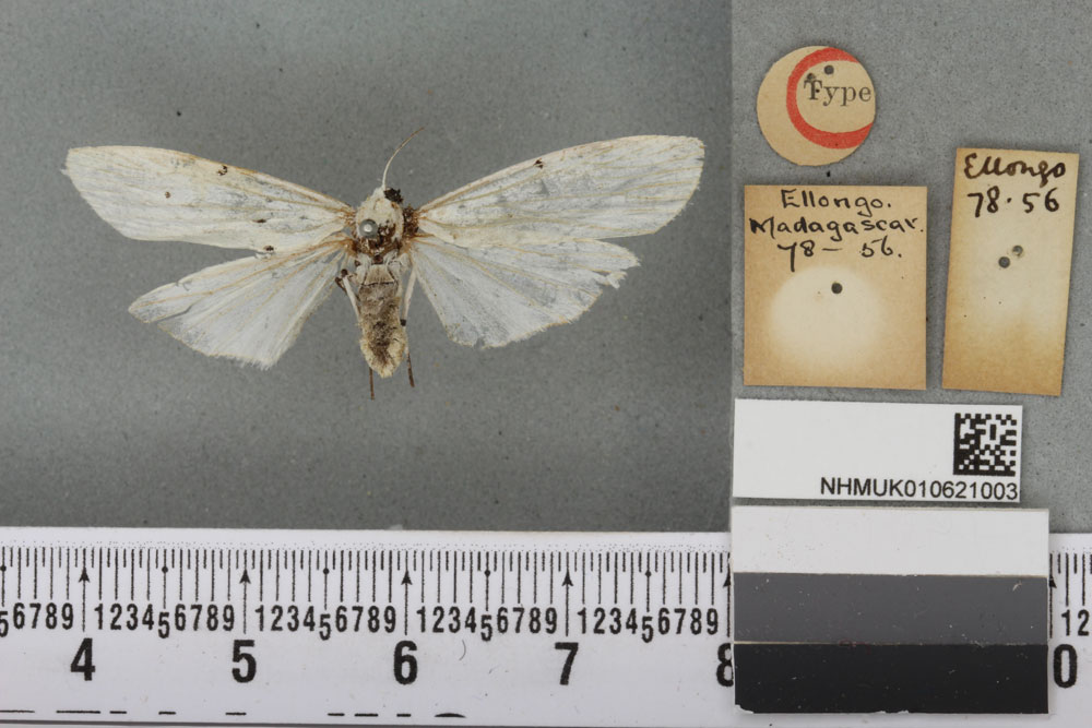 /filer/webapps/moths/media/images/A/argentea_Eilema_HT_BMNHa.jpg