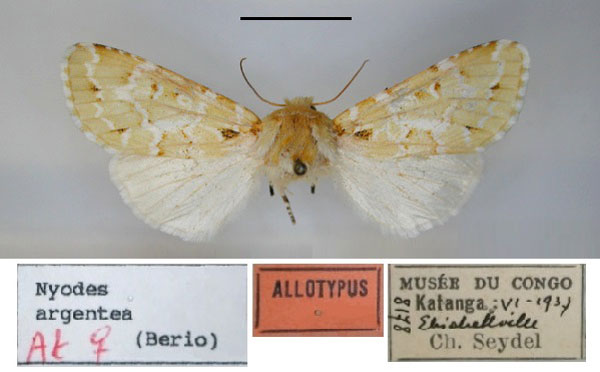 /filer/webapps/moths/media/images/A/argentea_Elaeodes_AT_RMCA.jpg