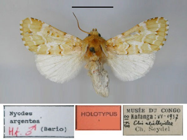 /filer/webapps/moths/media/images/A/argentea_Elaeodes_HT_RMCA.jpg
