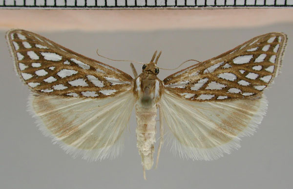 /filer/webapps/moths/media/images/A/argentea_Triphassa_PT_ZMHB.jpg