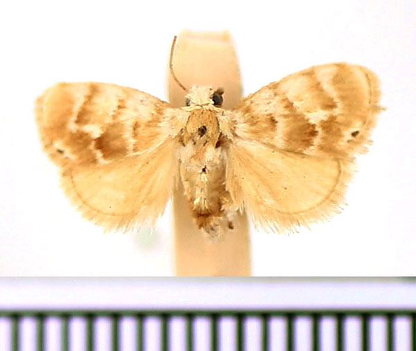 /filer/webapps/moths/media/images/A/argenteobrunnea_Niphadolepis_AM_BMNH.jpg