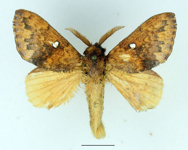 /filer/webapps/moths/media/images/A/argenteoguttata_Epitrabala_AM_Basquin.jpg