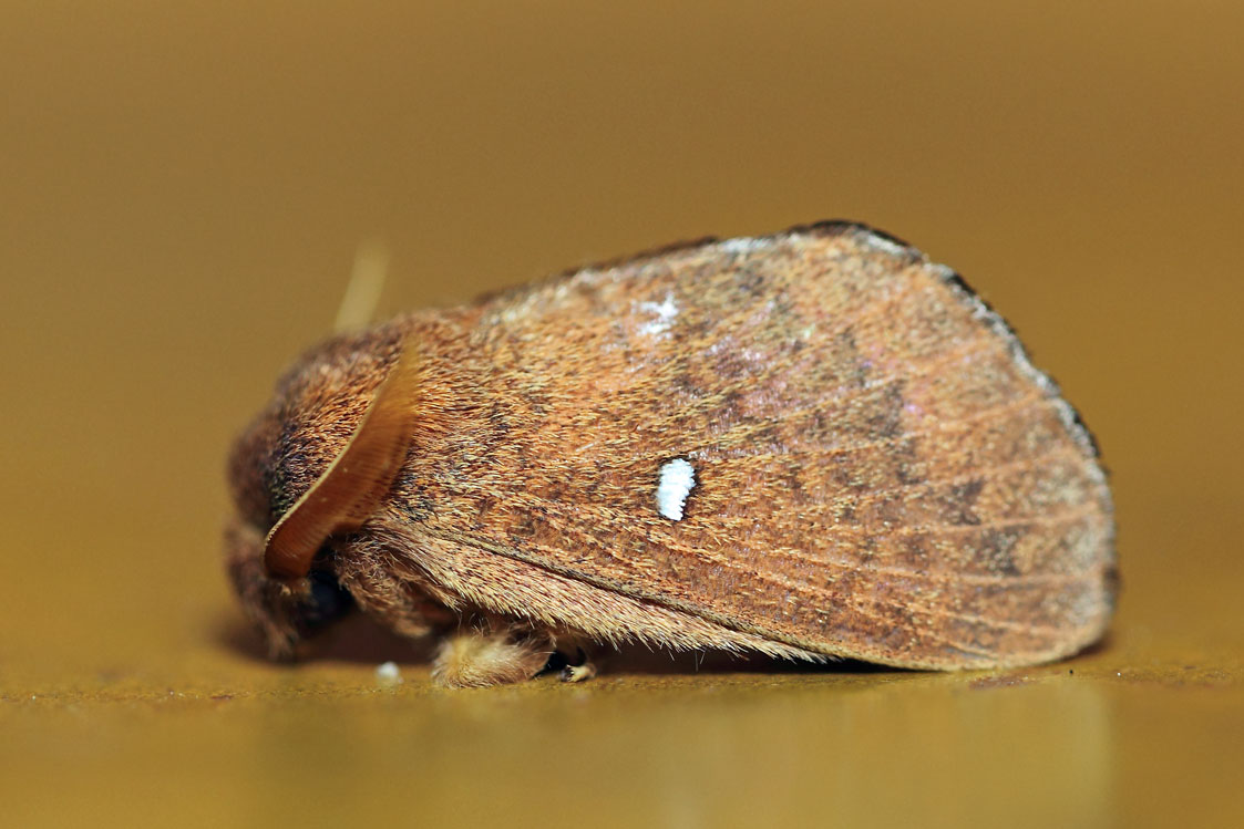 /filer/webapps/moths/media/images/A/argenteoguttata_Epitrabala_A_Voaden_01.jpg