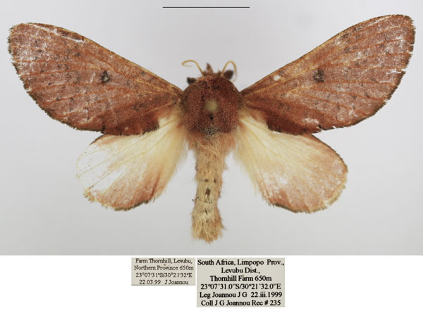 /filer/webapps/moths/media/images/A/argenteoguttata_Hypotrabala_AF_TMSA.jpg