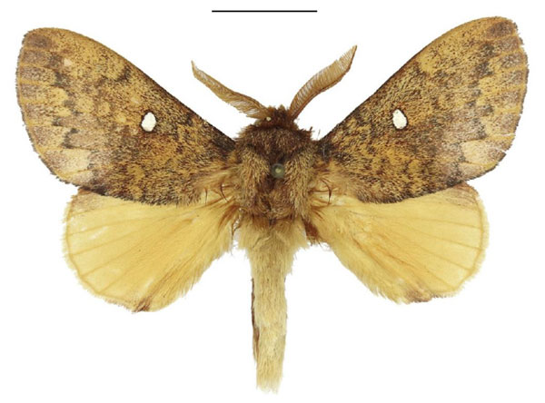 /filer/webapps/moths/media/images/A/argenteoguttata_Hypotrabala_AM_ANHRT.jpg
