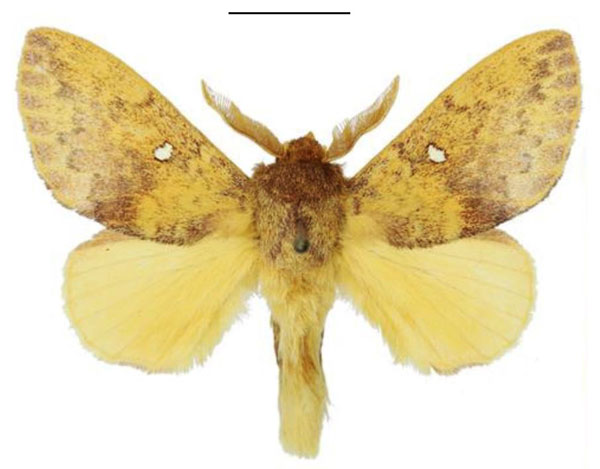 /filer/webapps/moths/media/images/A/argenteoguttata_Hypotrabala_AM_ANHRT_01.jpg