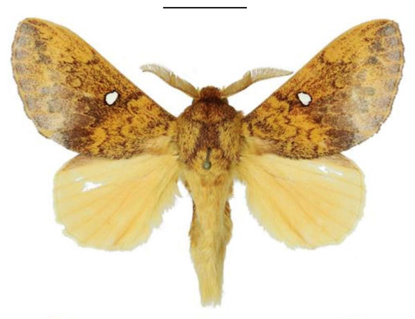 /filer/webapps/moths/media/images/A/argenteoguttata_Hypotrabala_AM_ANHRT_02.jpg