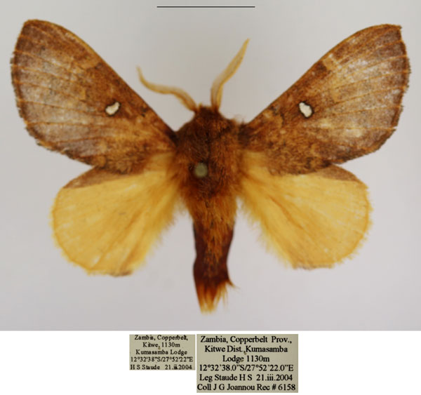 /filer/webapps/moths/media/images/A/argenteoguttata_Hypotrabala_AM_TMSA_01.jpg
