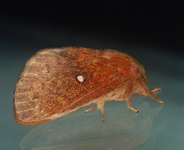 /filer/webapps/moths/media/images/A/argenteoguttata_Hypotrabala_A_Roland_01.jpg