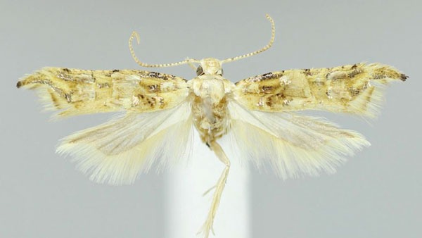 /filer/webapps/moths/media/images/A/argenteomaculata_Falcipenne_HT_NHMUK.jpg