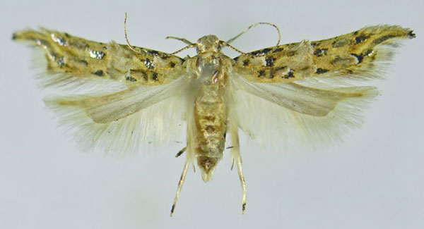 /filer/webapps/moths/media/images/A/argenteomaculata_Falcipenne_PTF_NHMO.jpg