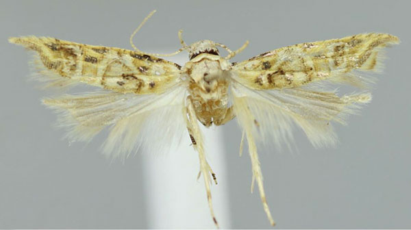 /filer/webapps/moths/media/images/A/argenteomaculata_Falcipenne_PTF_NHMUK.jpg