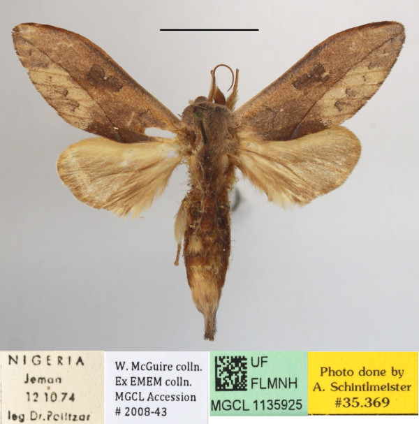 /filer/webapps/moths/media/images/A/argentescens_Synette_A_MGCLa_01.JPG