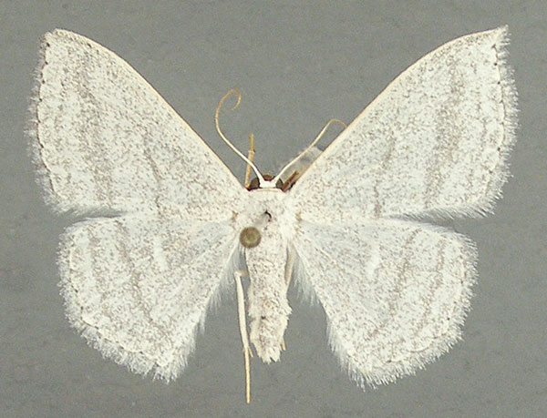 /filer/webapps/moths/media/images/A/argentidisca_Scopula_AF_TMSA.jpg