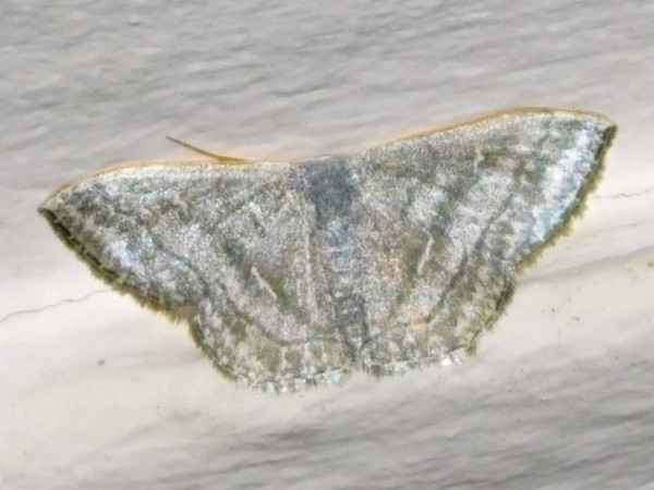 /filer/webapps/moths/media/images/A/argentidisca_Scopula_A_Grobler.jpg
