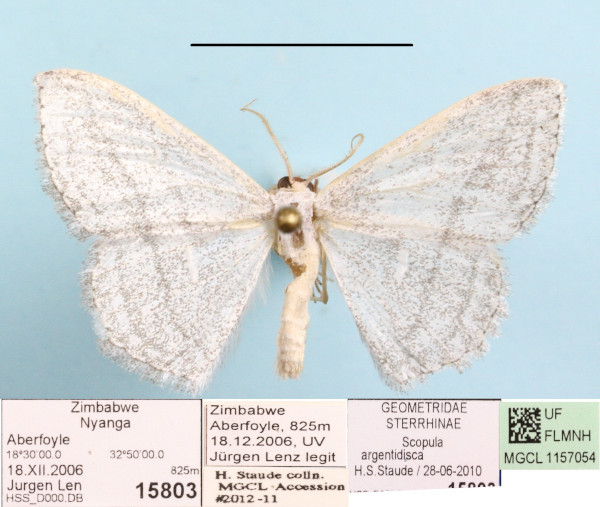 /filer/webapps/moths/media/images/A/argentidisca_Scopula_A_MGCLa_01.jpg