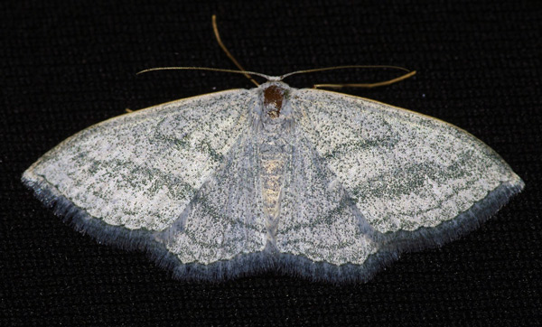 /filer/webapps/moths/media/images/A/argentidisca_Scopula_A_Simon.jpg
