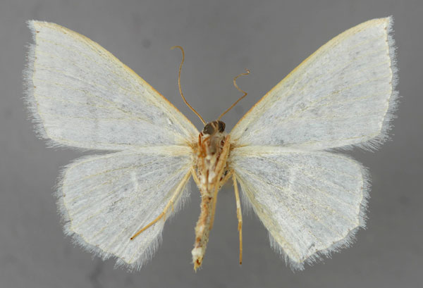 /filer/webapps/moths/media/images/A/argentidisca_Scopula_A_ZSM_02.jpg